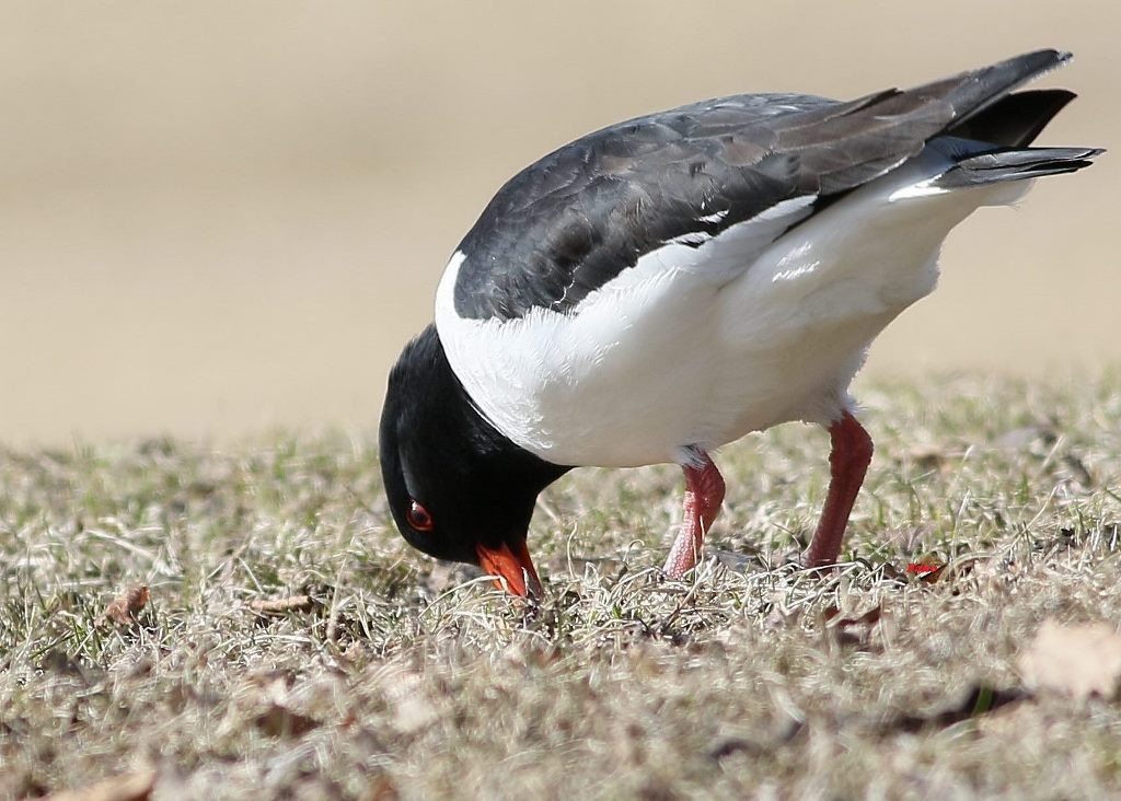 Eurasian Oystercatcher