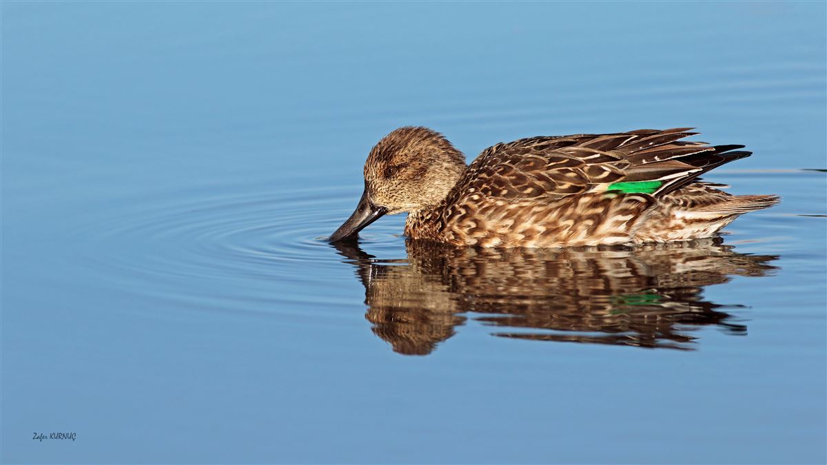 Eurasian Teal