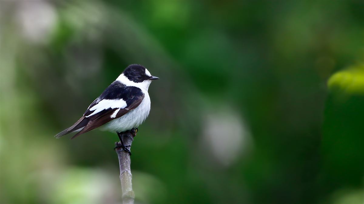 Collared Flycatcher