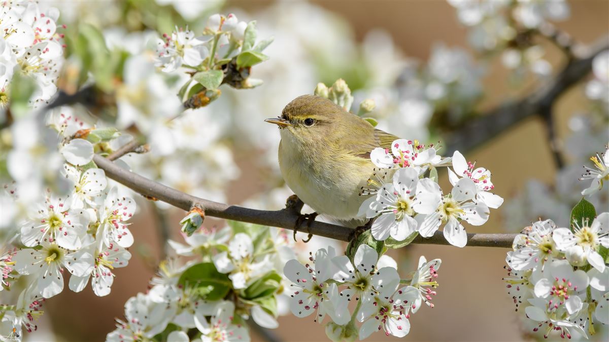Common Chiffchaff