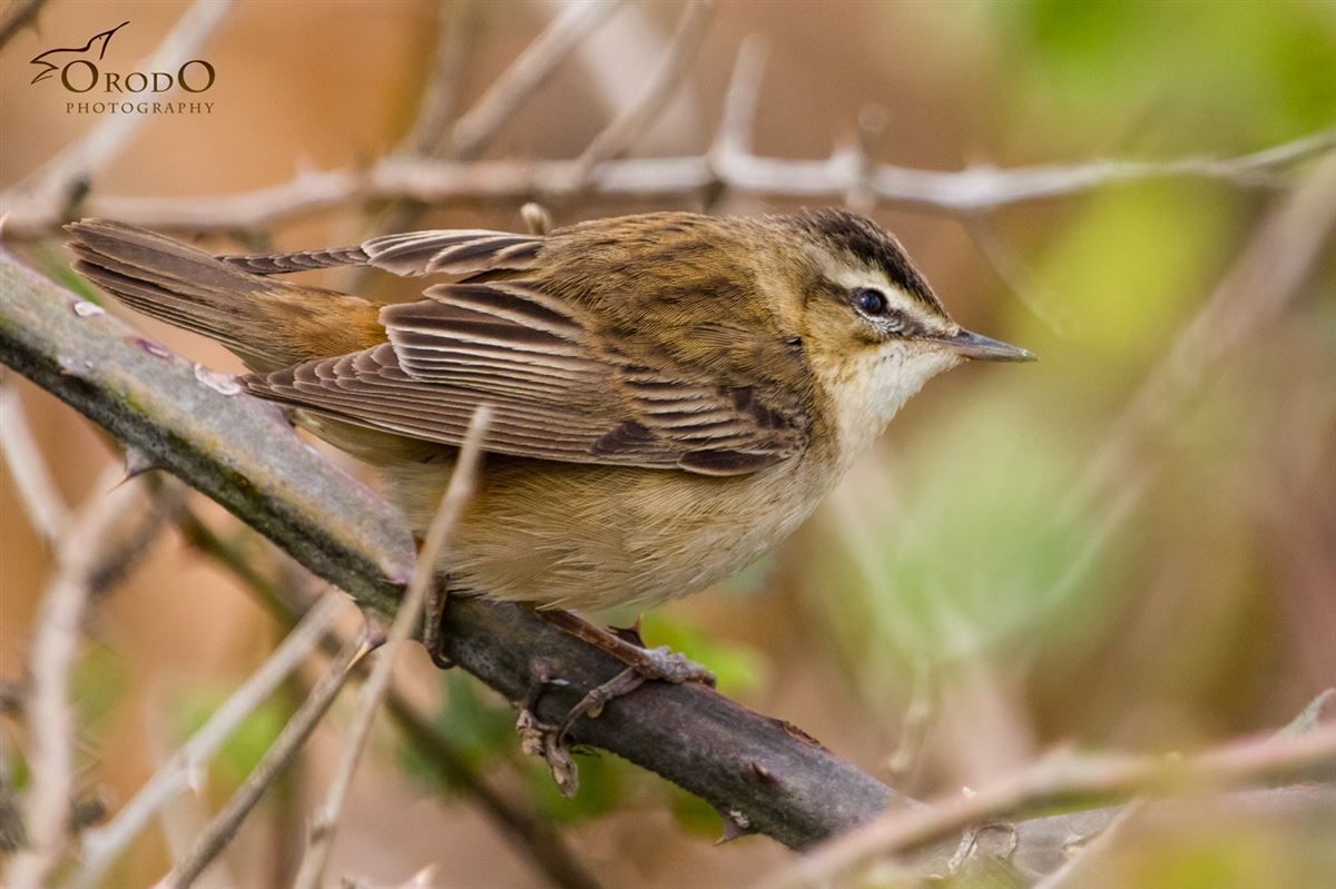 Sedge Warbler
