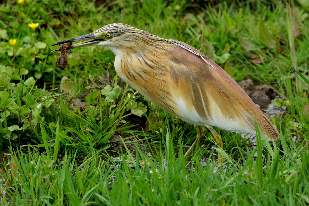 Squacco Heron