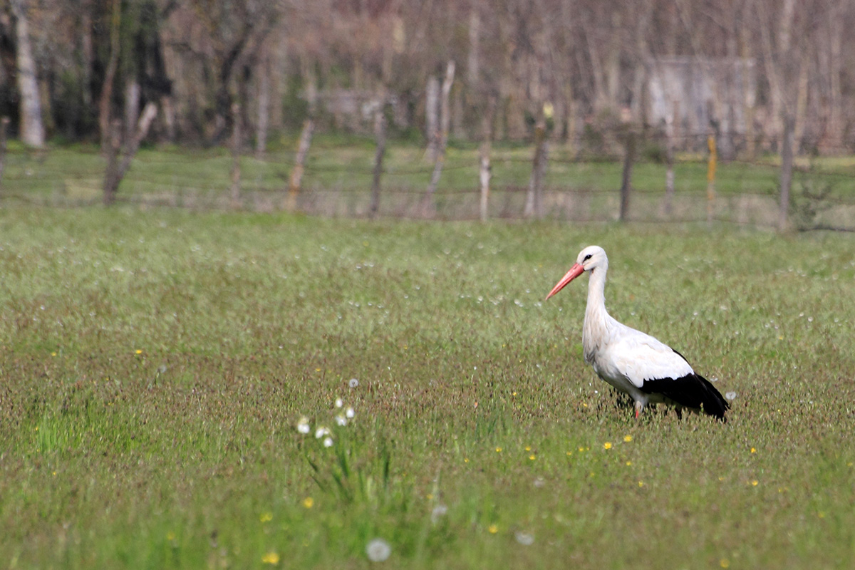 White Stork