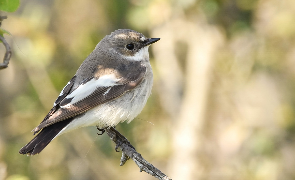 European Pied Flycatcher