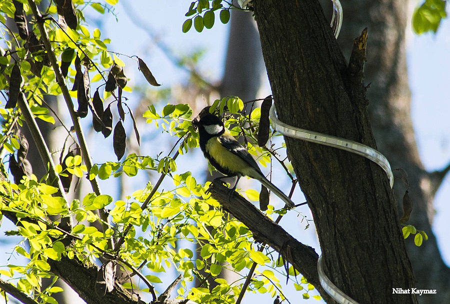 Great Tit