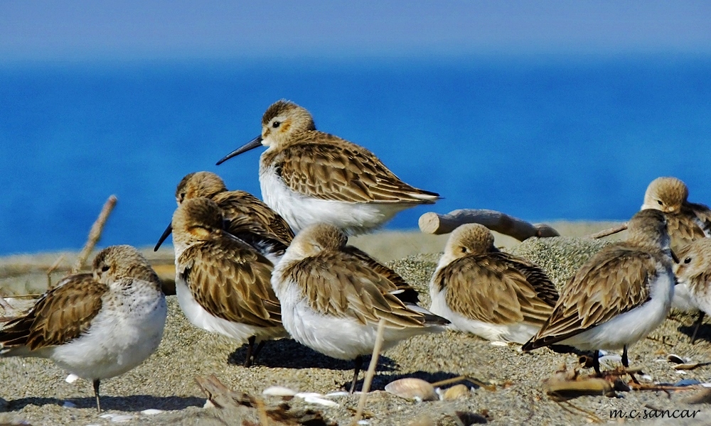 Dunlin