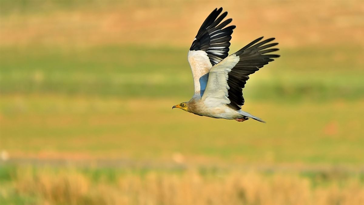 Egyptian Vulture