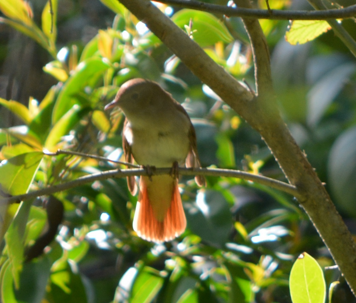 Common Nightingale