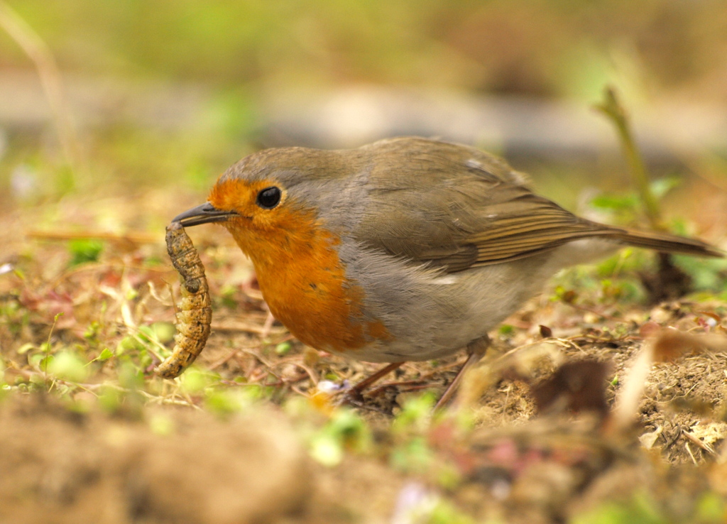 European Robin