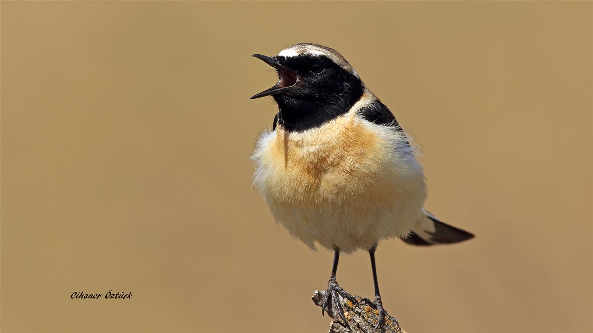 Black-eared Wheatear
