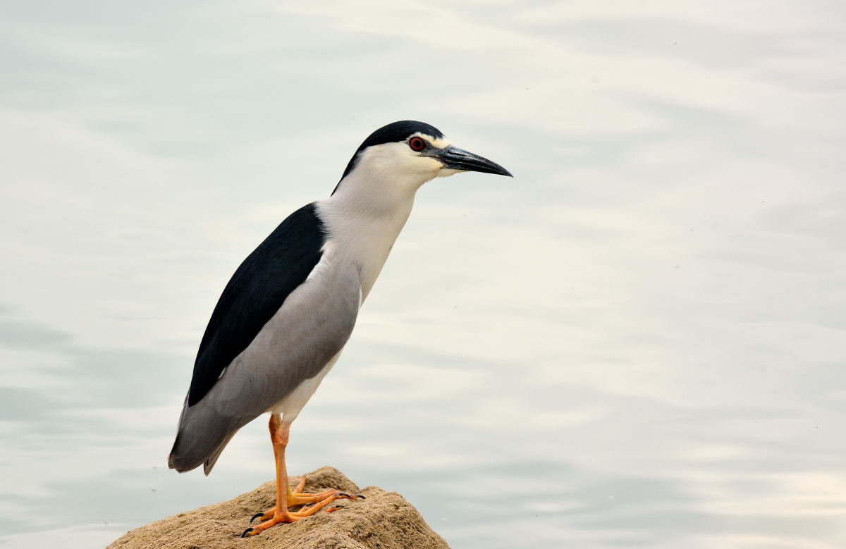 Black-crowned Night Heron
