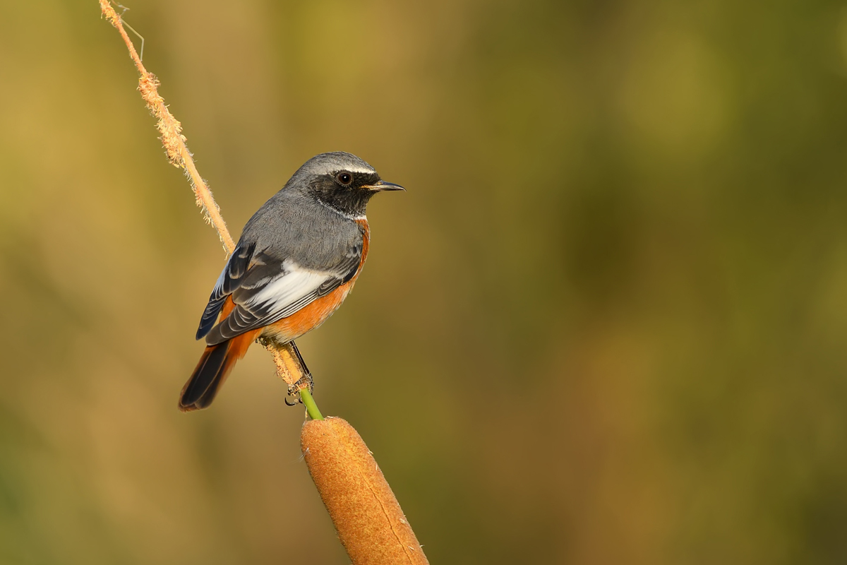 Common Redstart