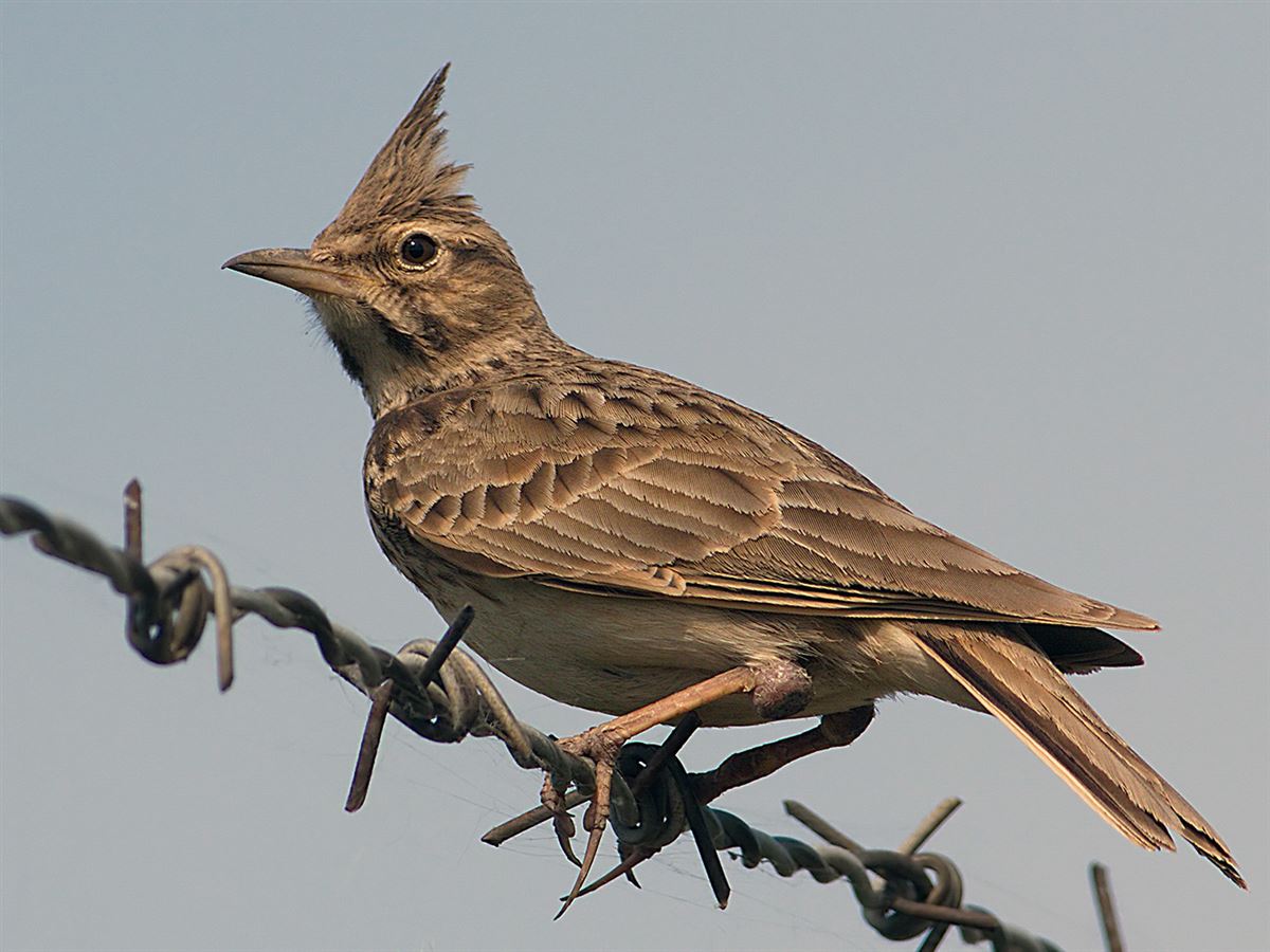 Crested Lark