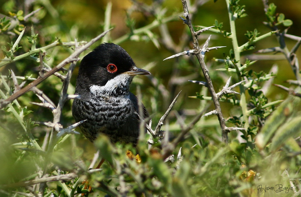 Cyprus Warbler