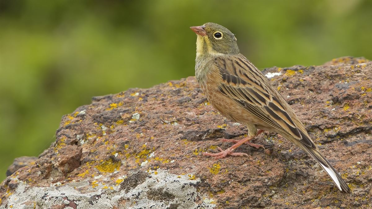 Ortolan Bunting