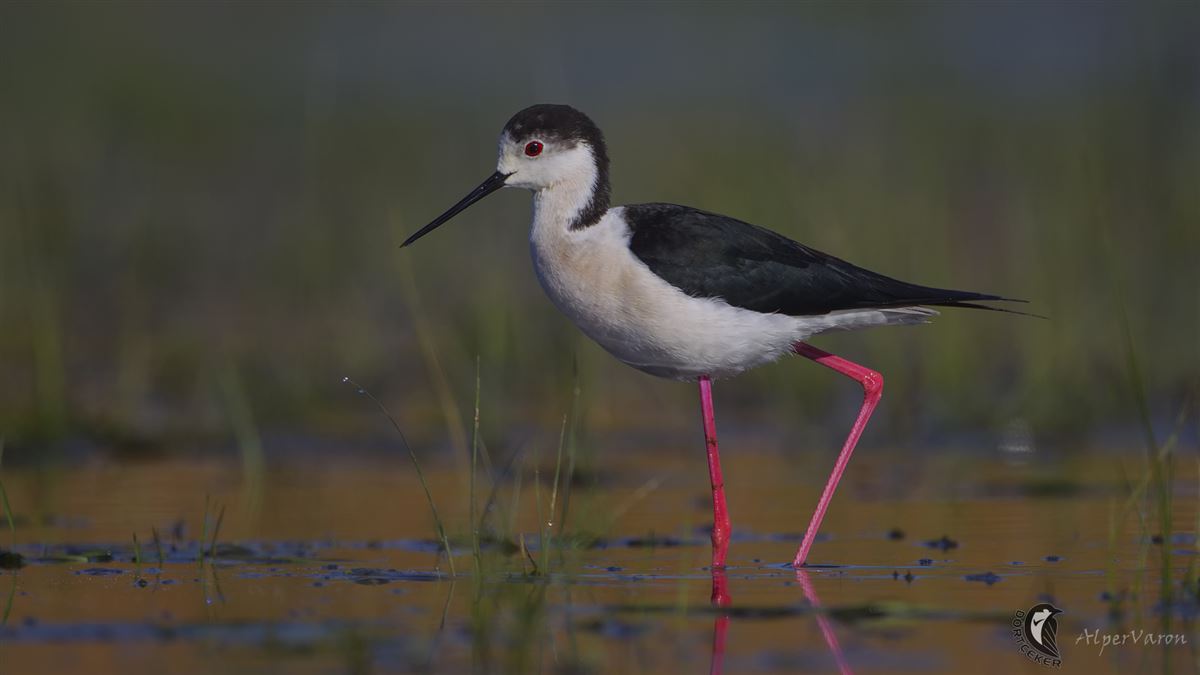 Black-winged Stilt