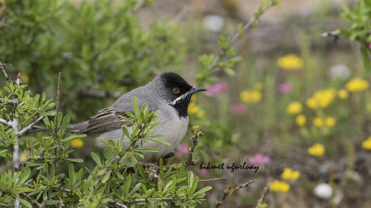 Rüppell`s Warbler