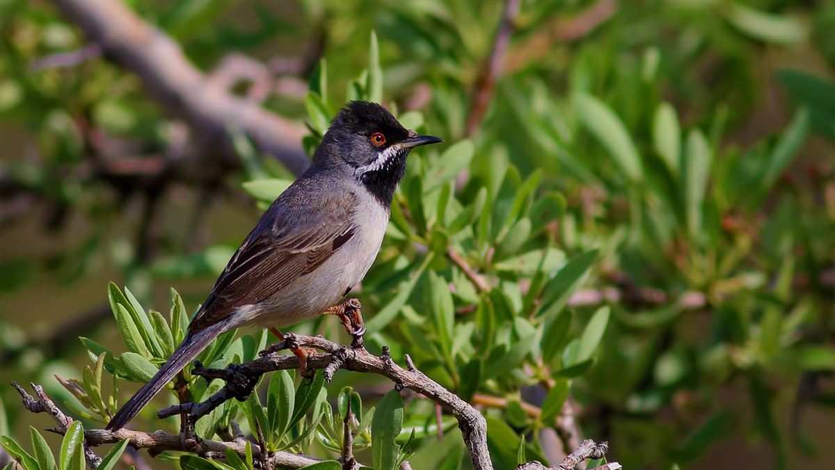 Rüppell`s Warbler