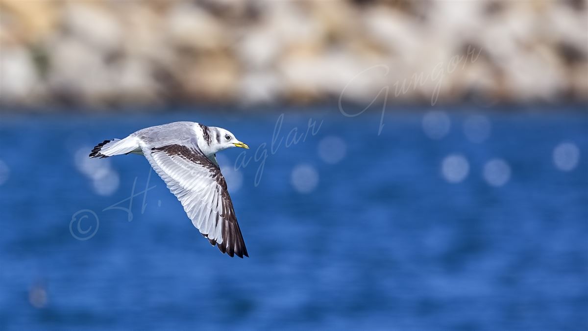 Black-legged Kittiwake