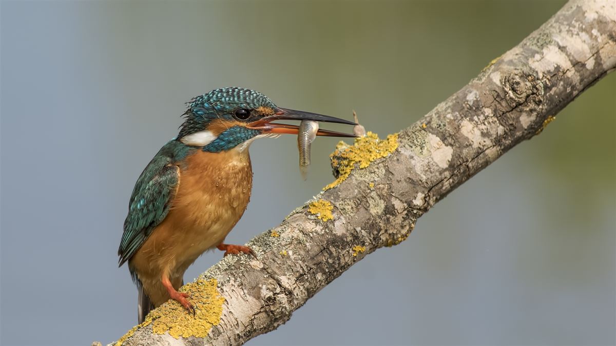 Common Kingfisher
