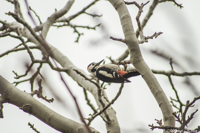 Syrian Woodpecker