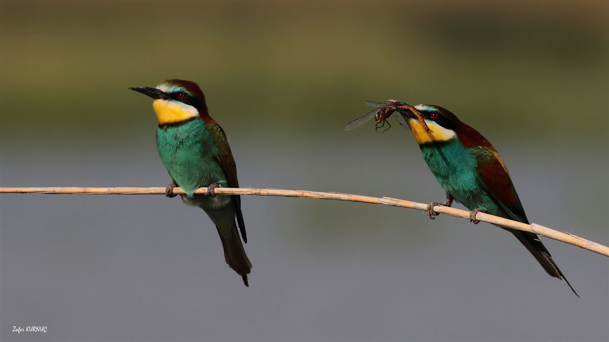 European Bee-eater