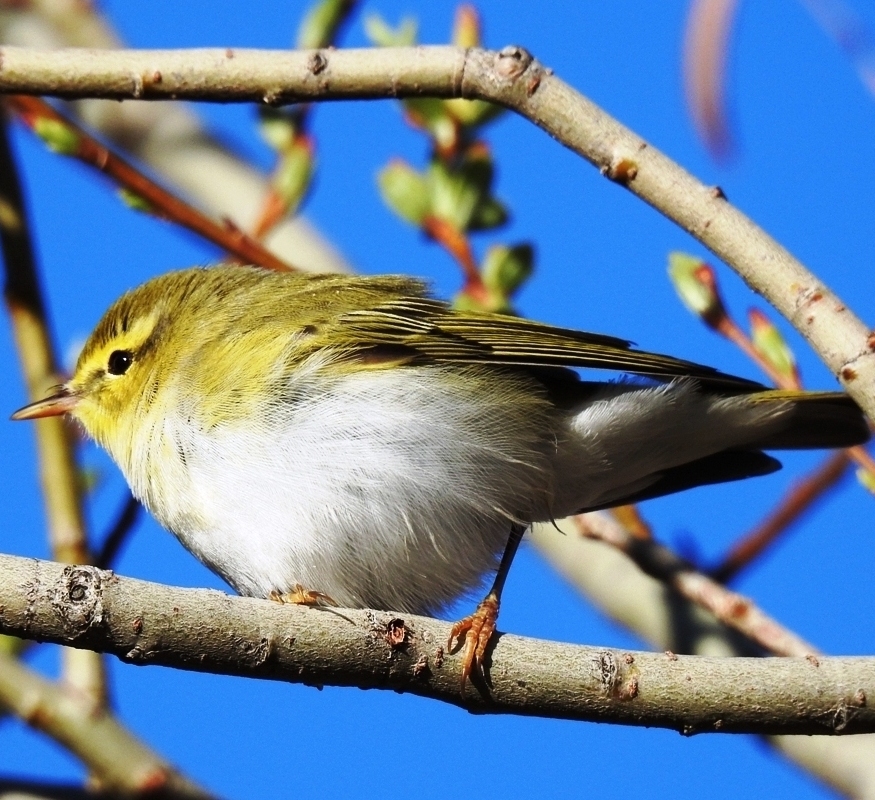 Wood Warbler