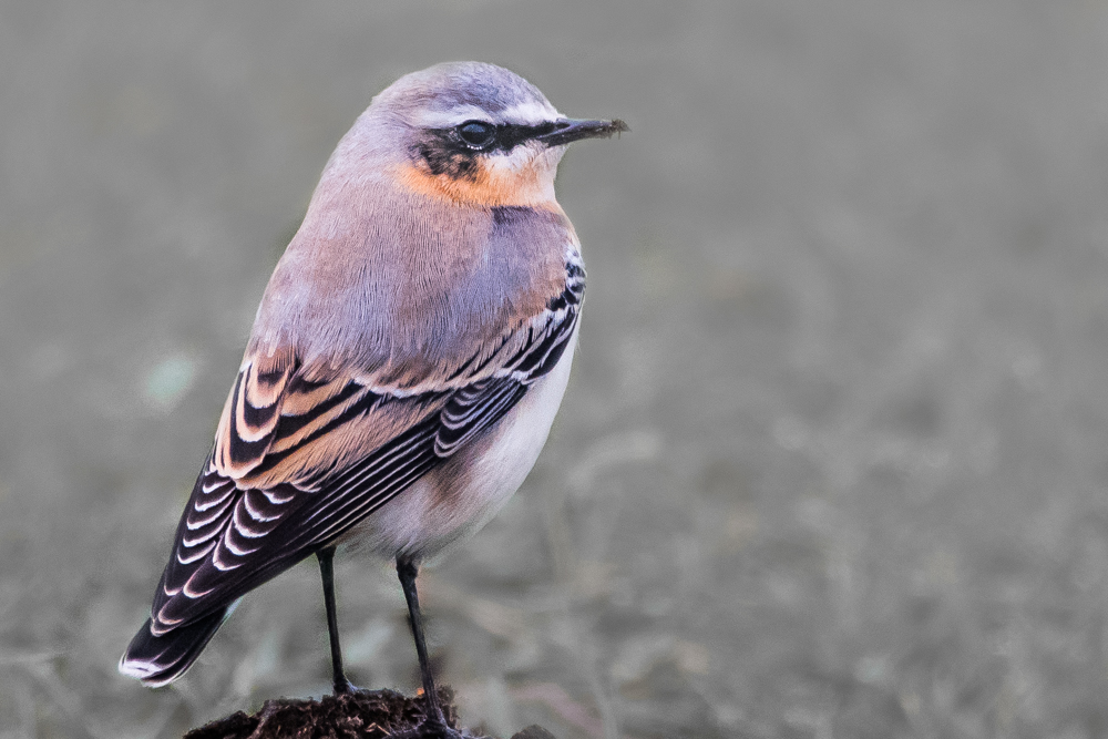 Northern Wheatear