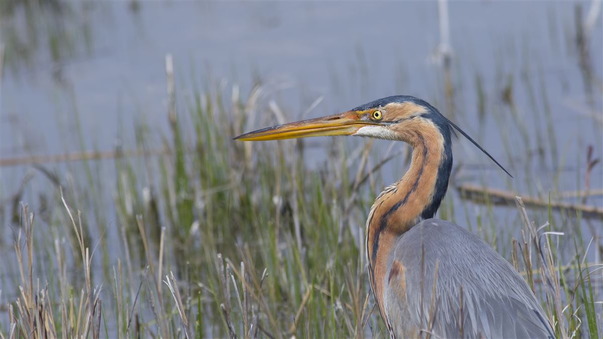 Purple Heron
