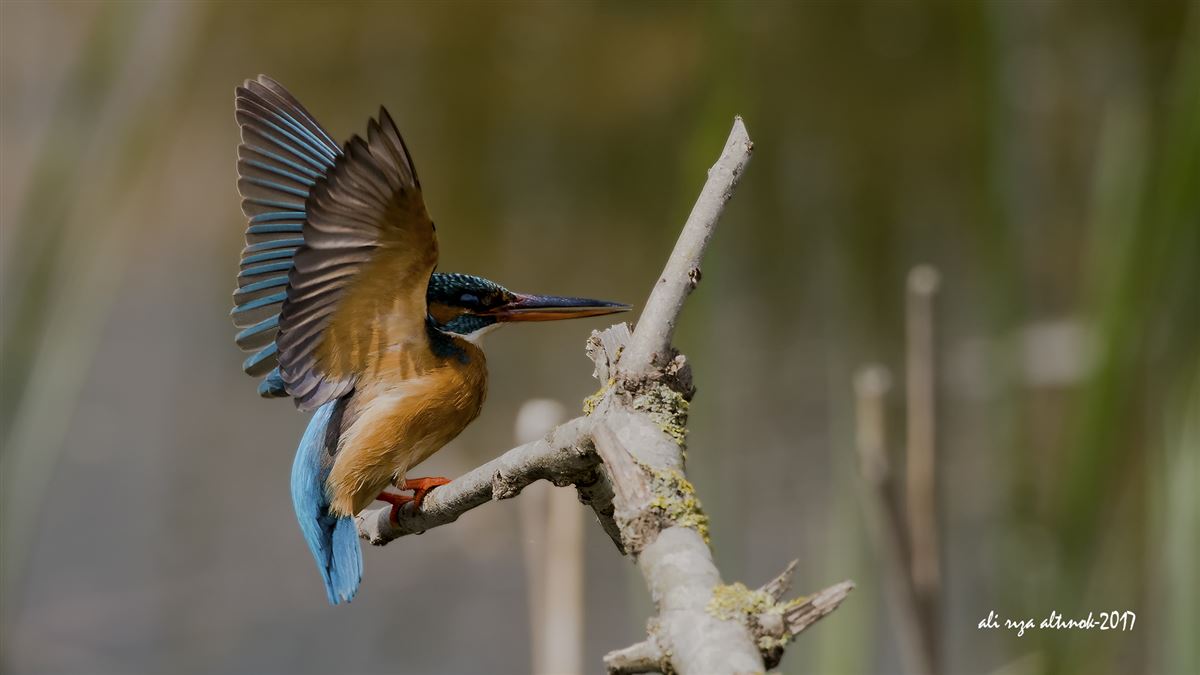 Common Kingfisher