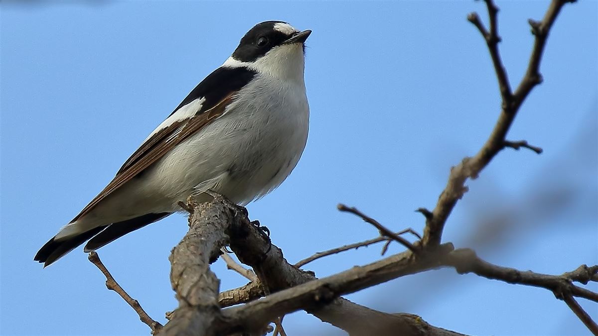 Collared Flycatcher