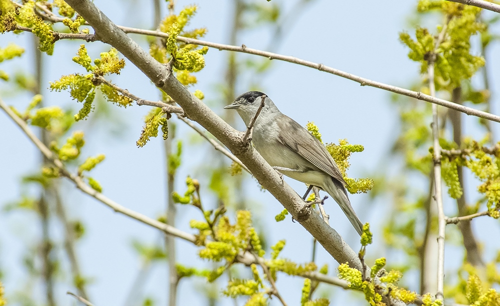 Eurasian Blackcap