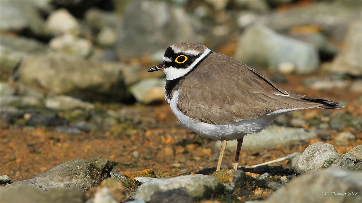 Little Ringed Plover