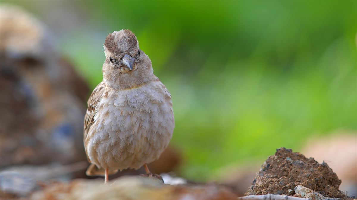 Rock Sparrow