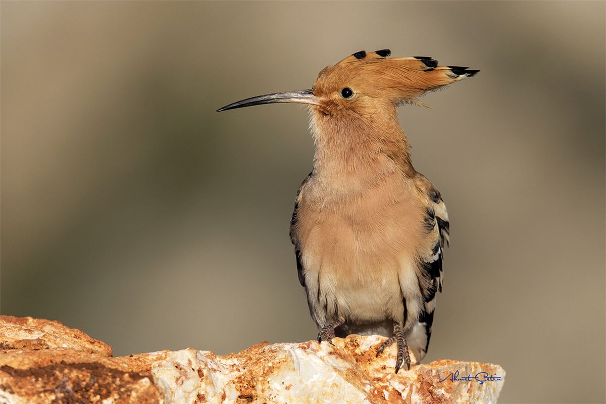Common Hoopoe