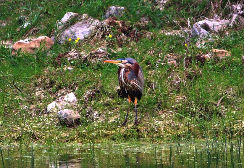 Purple Heron