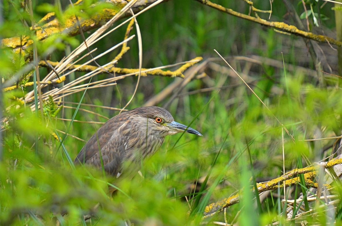 Black-crowned Night Heron