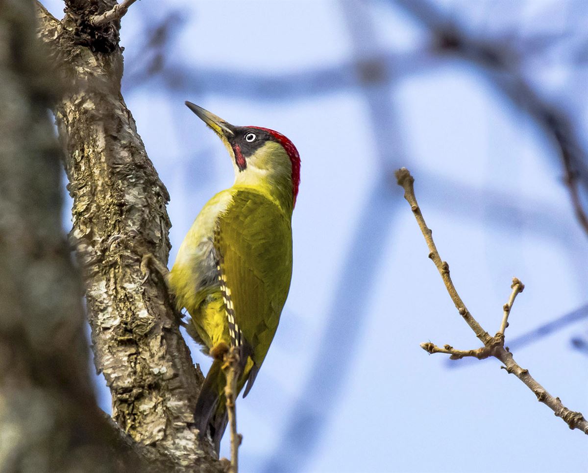 European Green Woodpecker
