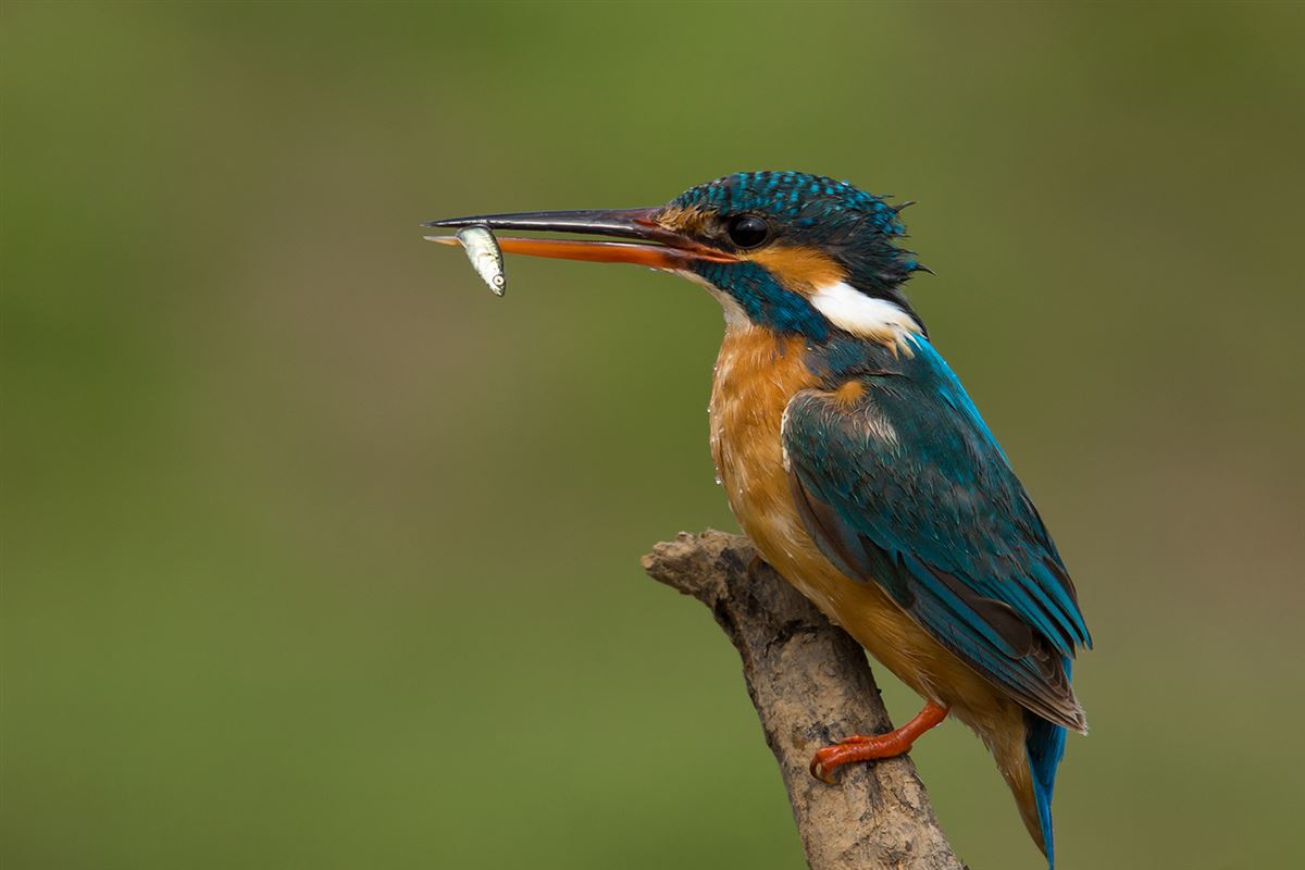 Common Kingfisher