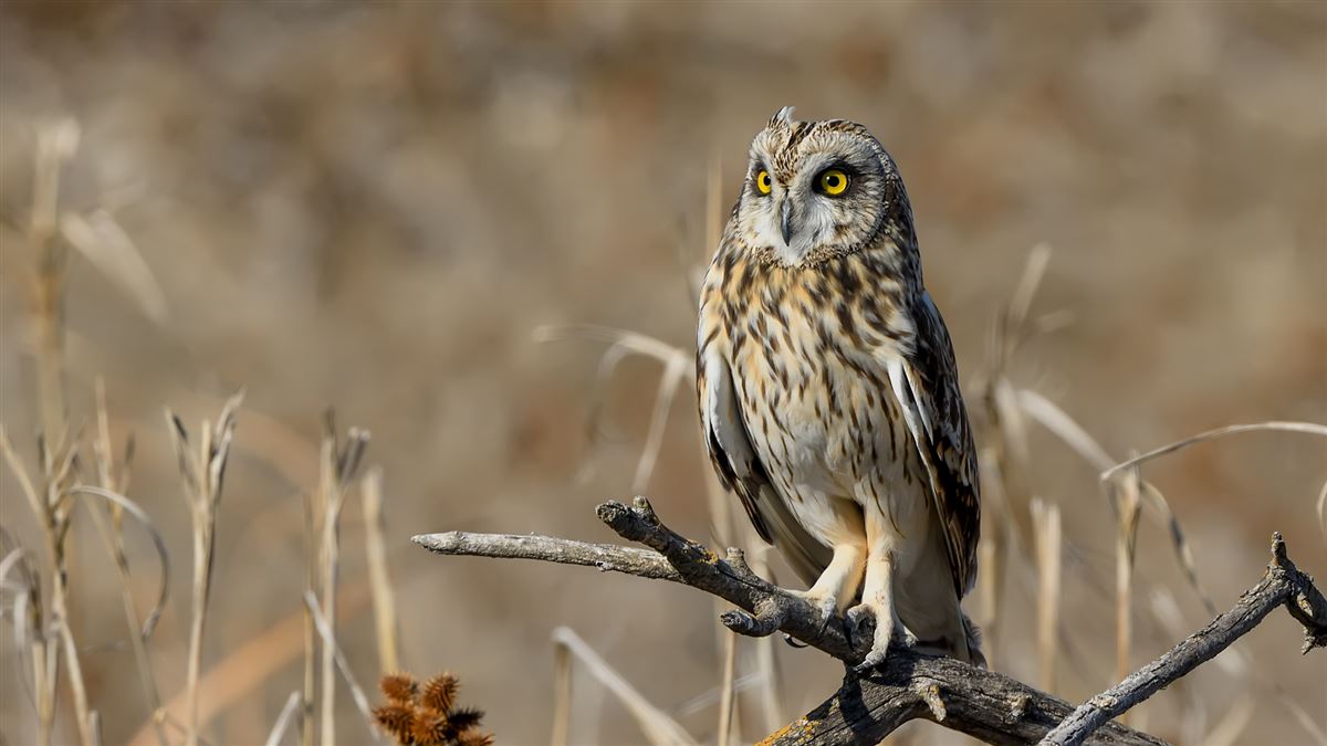 Short-eared Owl