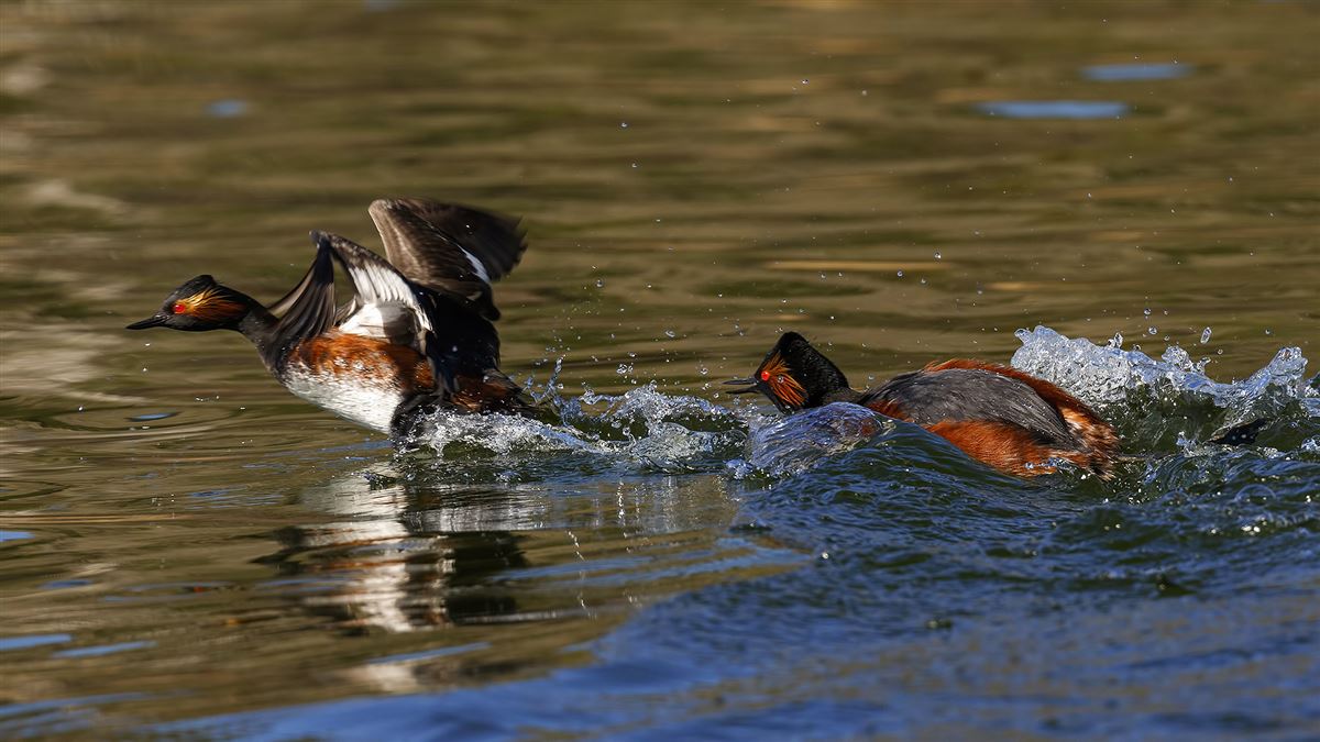 Black-necked Grebe