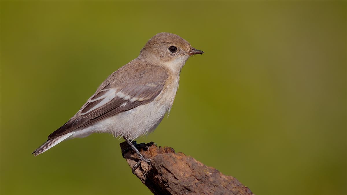 Red-breasted Flycatcher