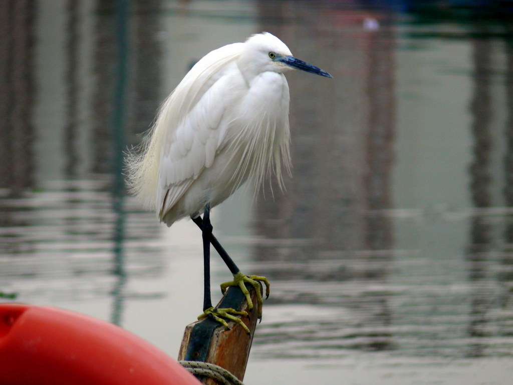 Little Egret