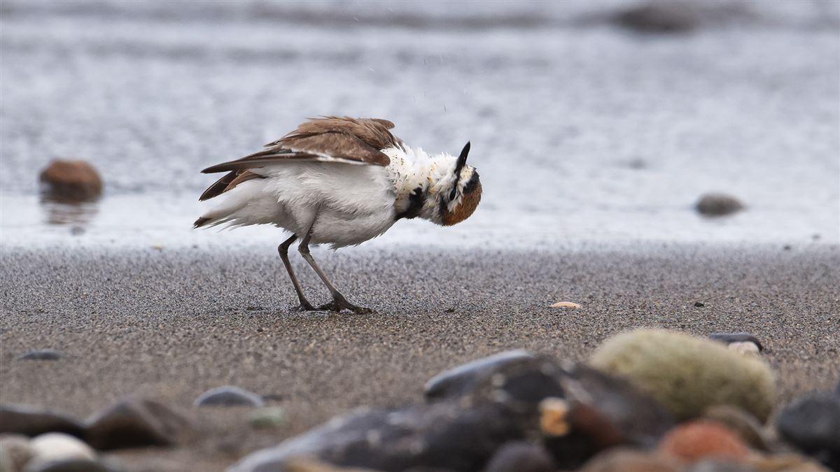Kentish Plover