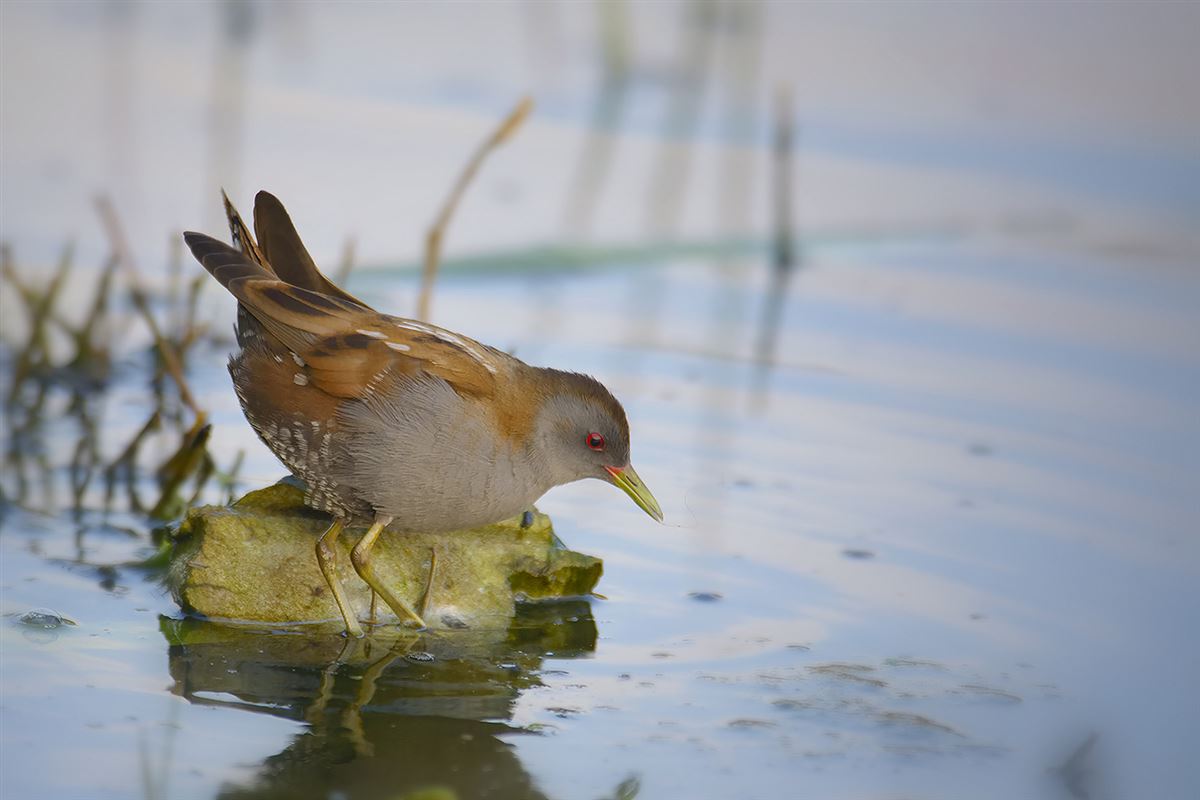 Little Crake