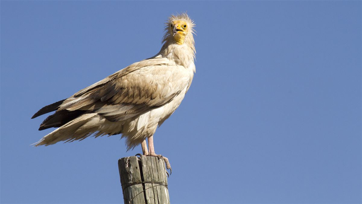 Egyptian Vulture