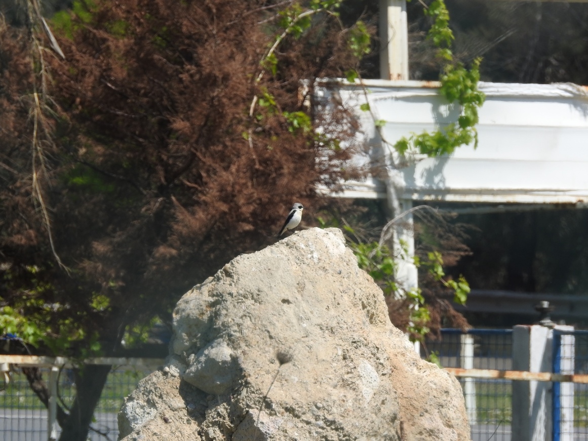 Northern Wheatear