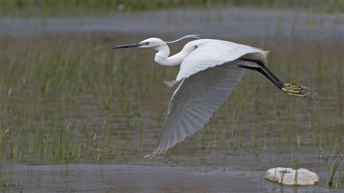 Little Egret