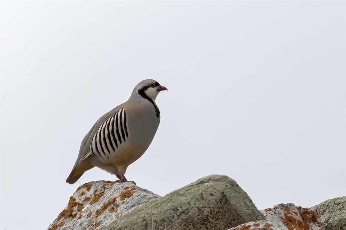 Chukar Partridge