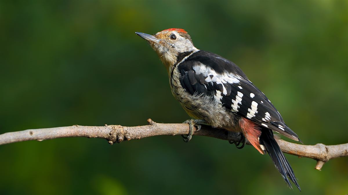 Middle Spotted Woodpecker